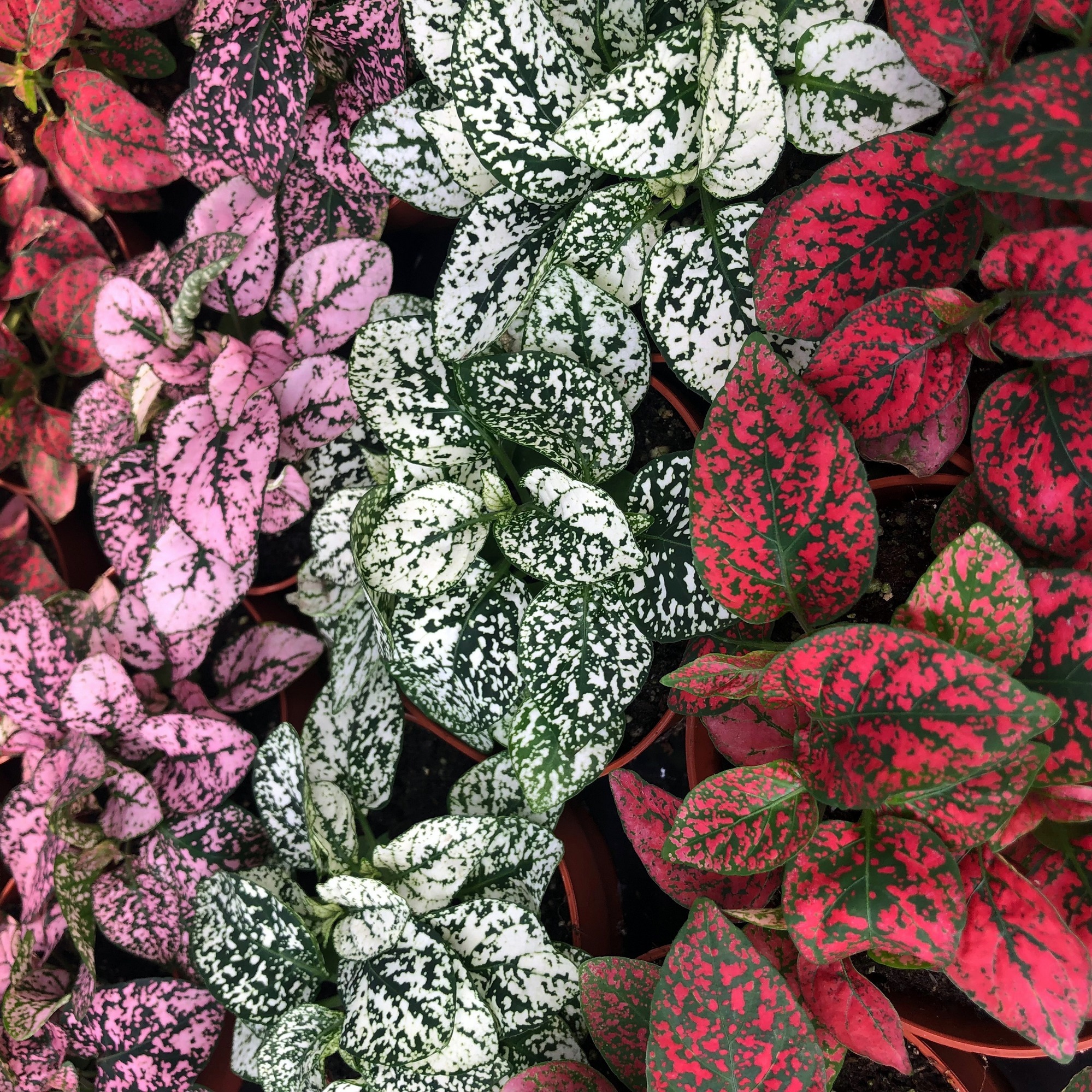Polka Dot Plant (Hypoestes sp.) 5cm Pot 5055312335741 eBay